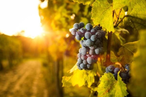 Agricultura de precisión en los viñedos: la revolución tecnológica en viticultura