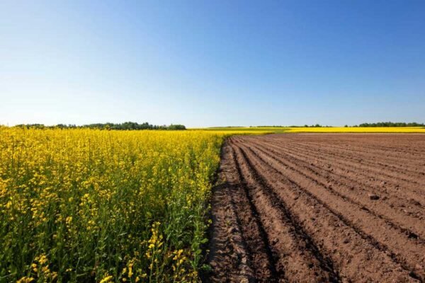 Agricultura: inteligencia artificial para el seguimiento de cultivos, la predicción del rendimiento, el análisis del suelo y la agricultura automatizada